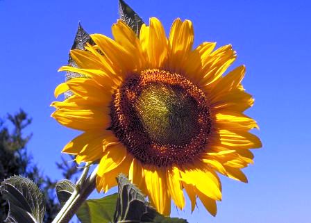 The sunflower is an internationally recognized symbol of Green politics.